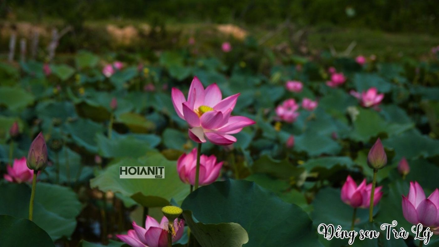 Cận cảnh hoa sen nở tại đồng sen Trà Lý Quảng Nam