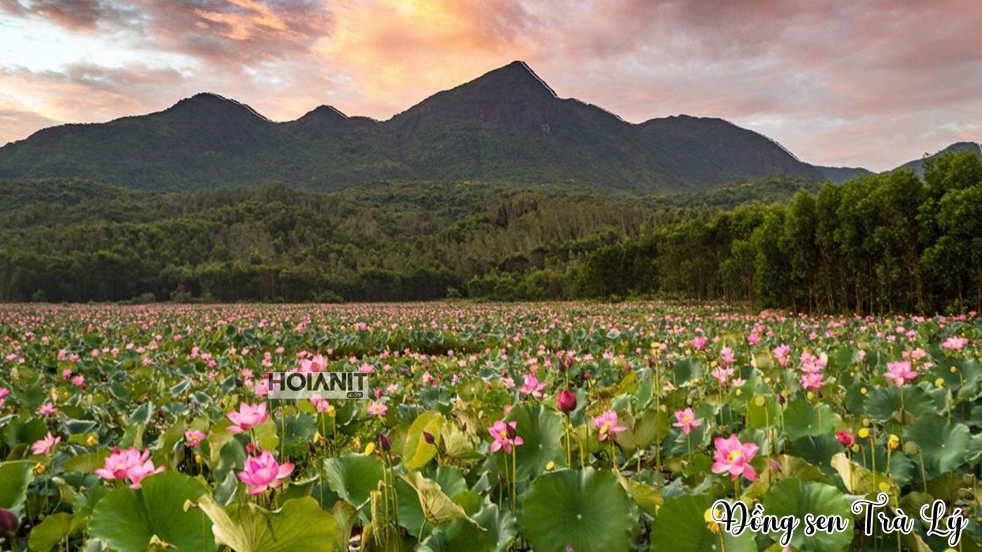 Khung cảnh đồng sen Trà Lý buổi sáng sương mờ thơ mộng
