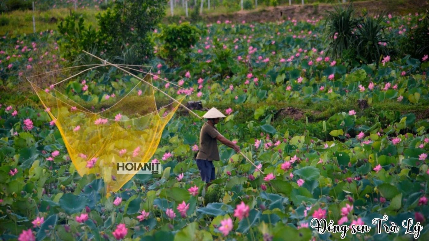 Cánh đồng sen Trà Lý xanh mướt và hoa hồng rực rỡ
