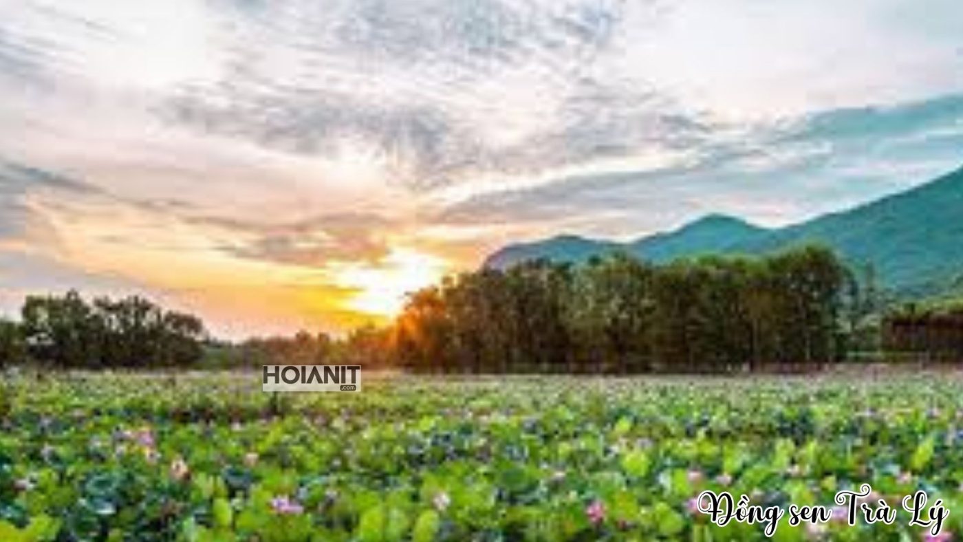 Đồng sen Trà Lý địa điểm du lịch gần Hội An