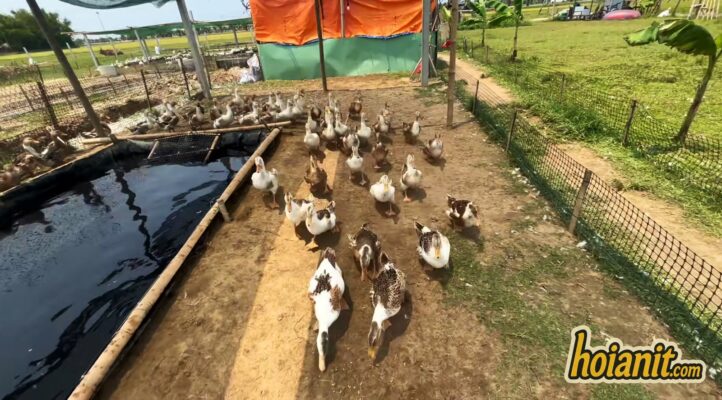 duck stop hoi an