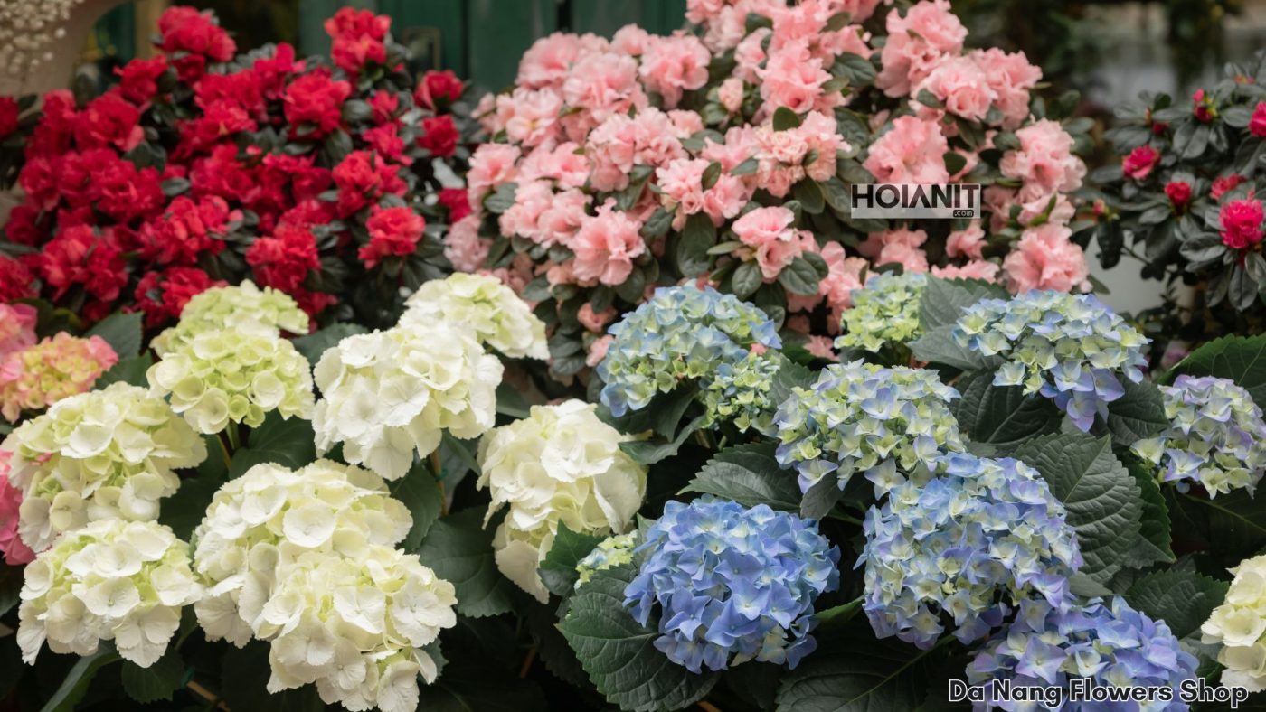 da nang flower shop