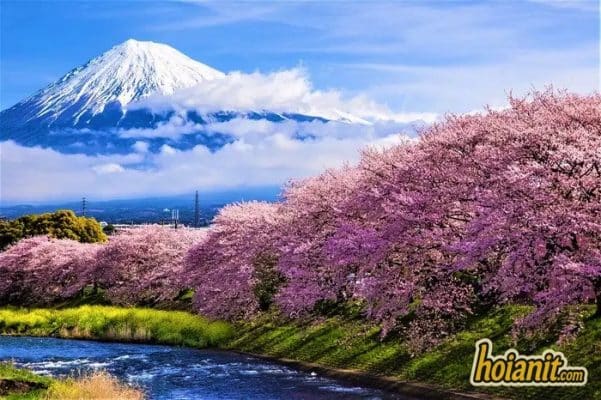Hoa anh dao no ben song voi nui Phu Si phia sau