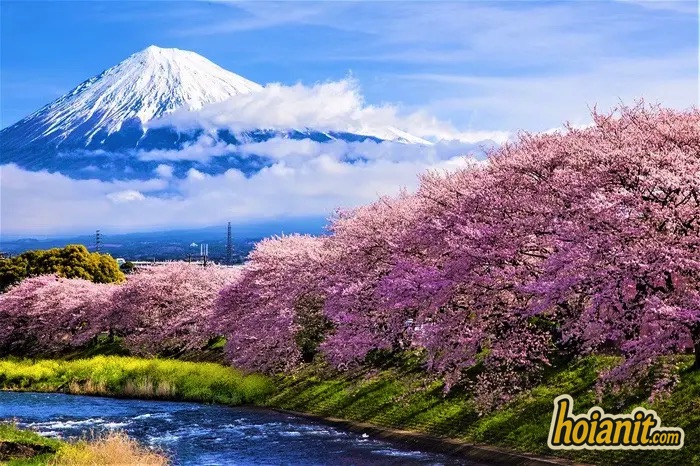 Hoa anh đào Nhật Bản nở rộ mùa xuân