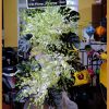 hoa tuoi hoi an 1 3 hoa lan trắng thể hiện sự kính viếng tại hoa tươi hội an