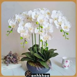 chậu lan hồ điệp để bàn hội an