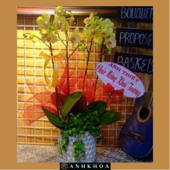 hoa lan hồ điệp hội an