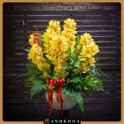 chậu địa lan chúc tết tại hoa tươi hội an