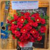 hoa tuoi hoi an 6 14 giỏ hoa tông đỏ chúc mừng hội an