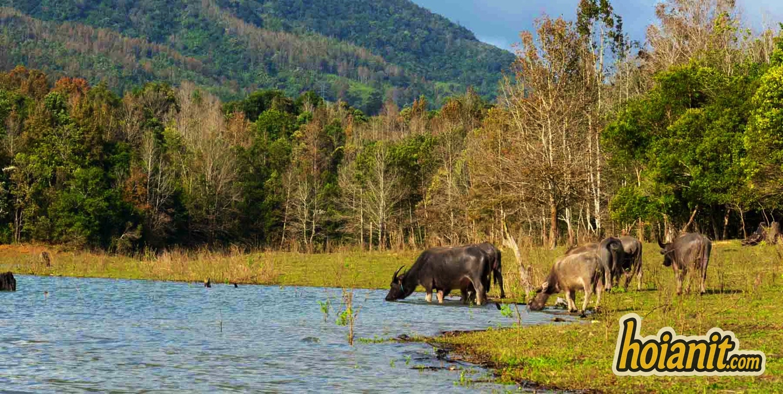 Water buffalo at the edge of a reservoir on the Khe Sanh motorbike route
