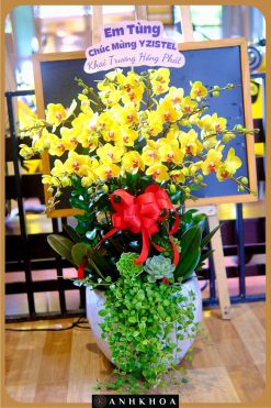 chậu lan hồ điệp hội an