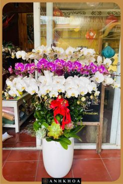 chậu lan hồ điệp trắng tím hội an