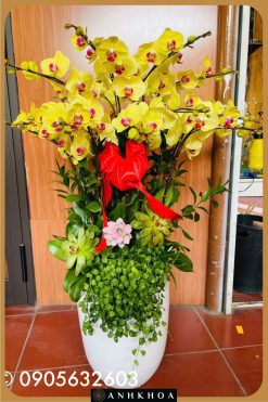 chậu lan hồ điệp đẹp giá rẻ tại hội an