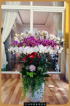 chậu lan hồ điệp sang trọng hội an
