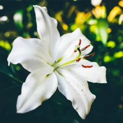 Lyly | Delivery Flowers Shop | Anh Khoa