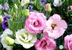 Lisianthus