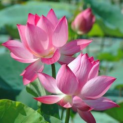 Lotus