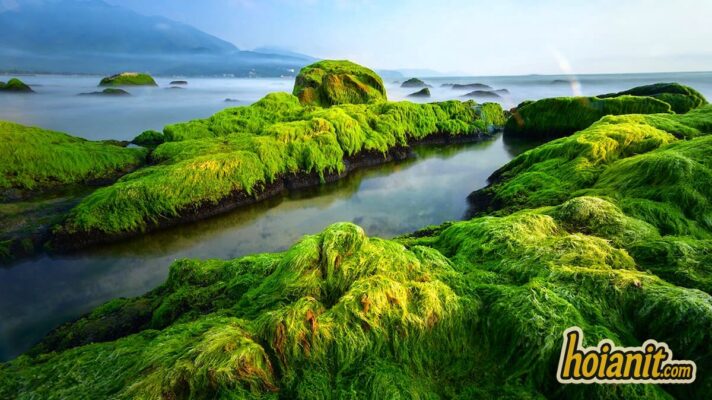 Green moss covering the boulders of Nam O reef at low tide, Da Nang