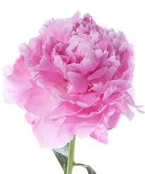 Peony