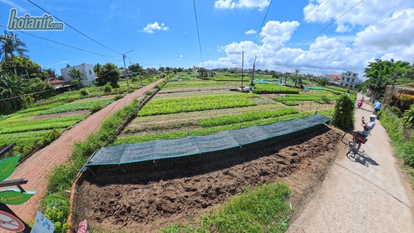 tra que hoi an1 Làng Rau Trà Quế