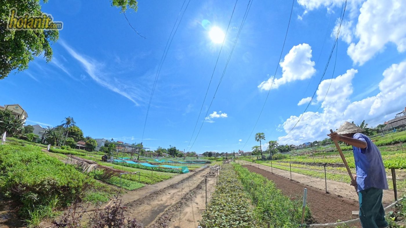 tra que hoi an2 Làng Rau Trà Quế
