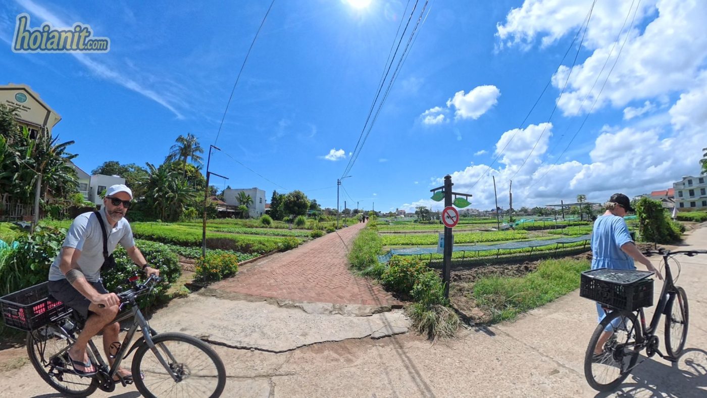 tra que hoi an3 Làng Rau Trà Quế