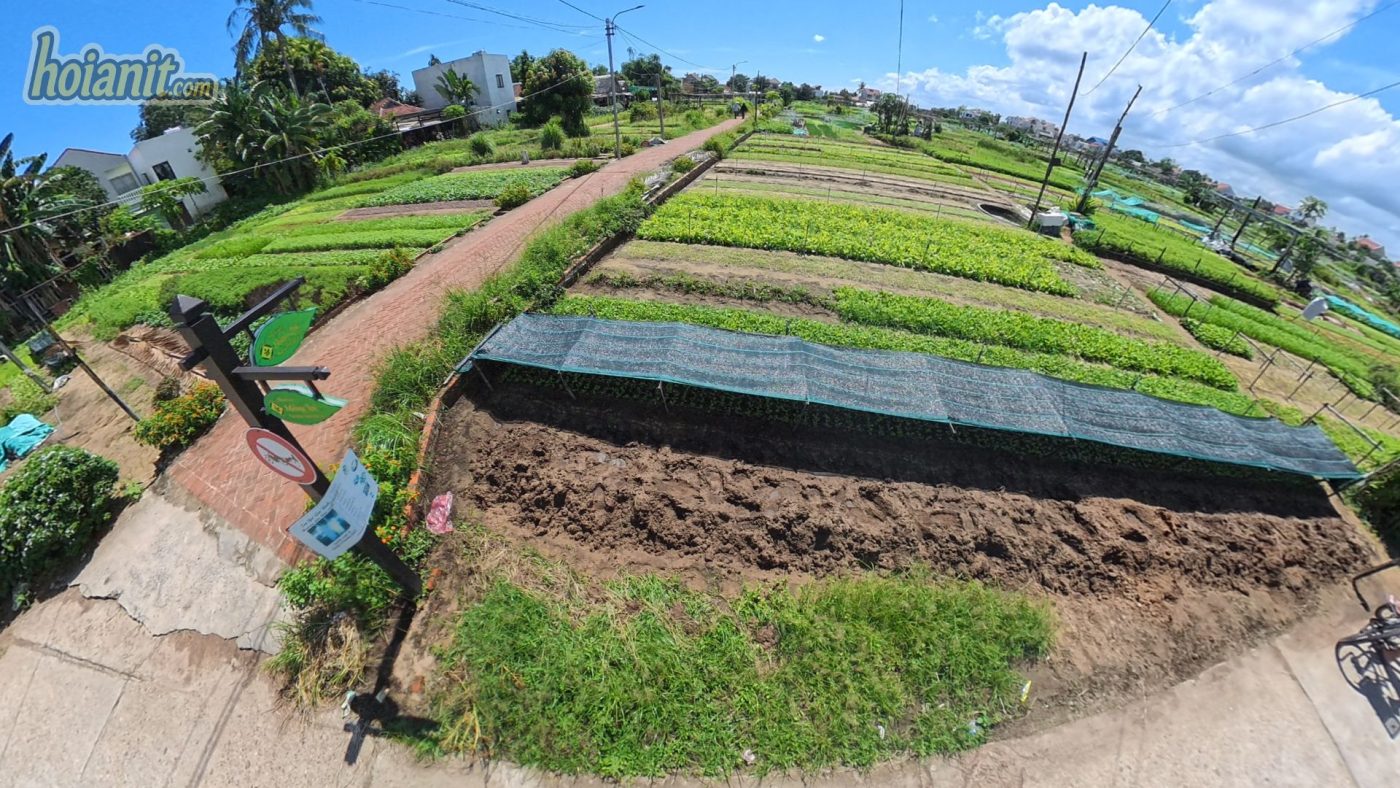 tra que hoi an4 Làng Rau Trà Quế