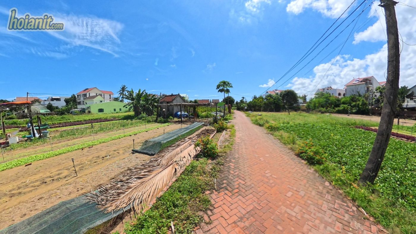 tra que hoi an5 Làng Rau Trà Quế