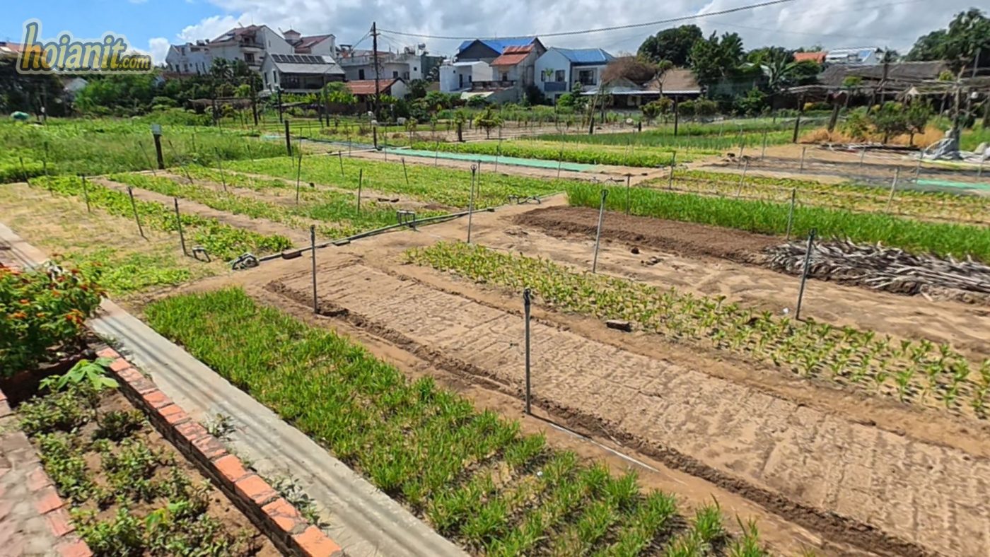 Tra Que Vegetable Village Hoi An