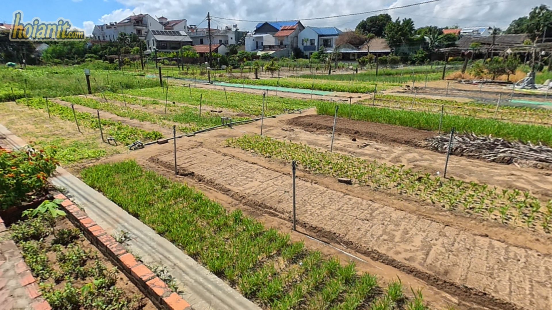 Luống rau mới gieo và luống đang lớn xen kẽ ở làng rau Trà Quế