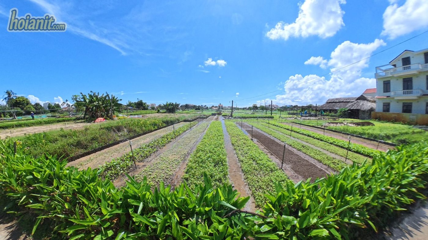 Tra Que Vegetable Village Hoi An