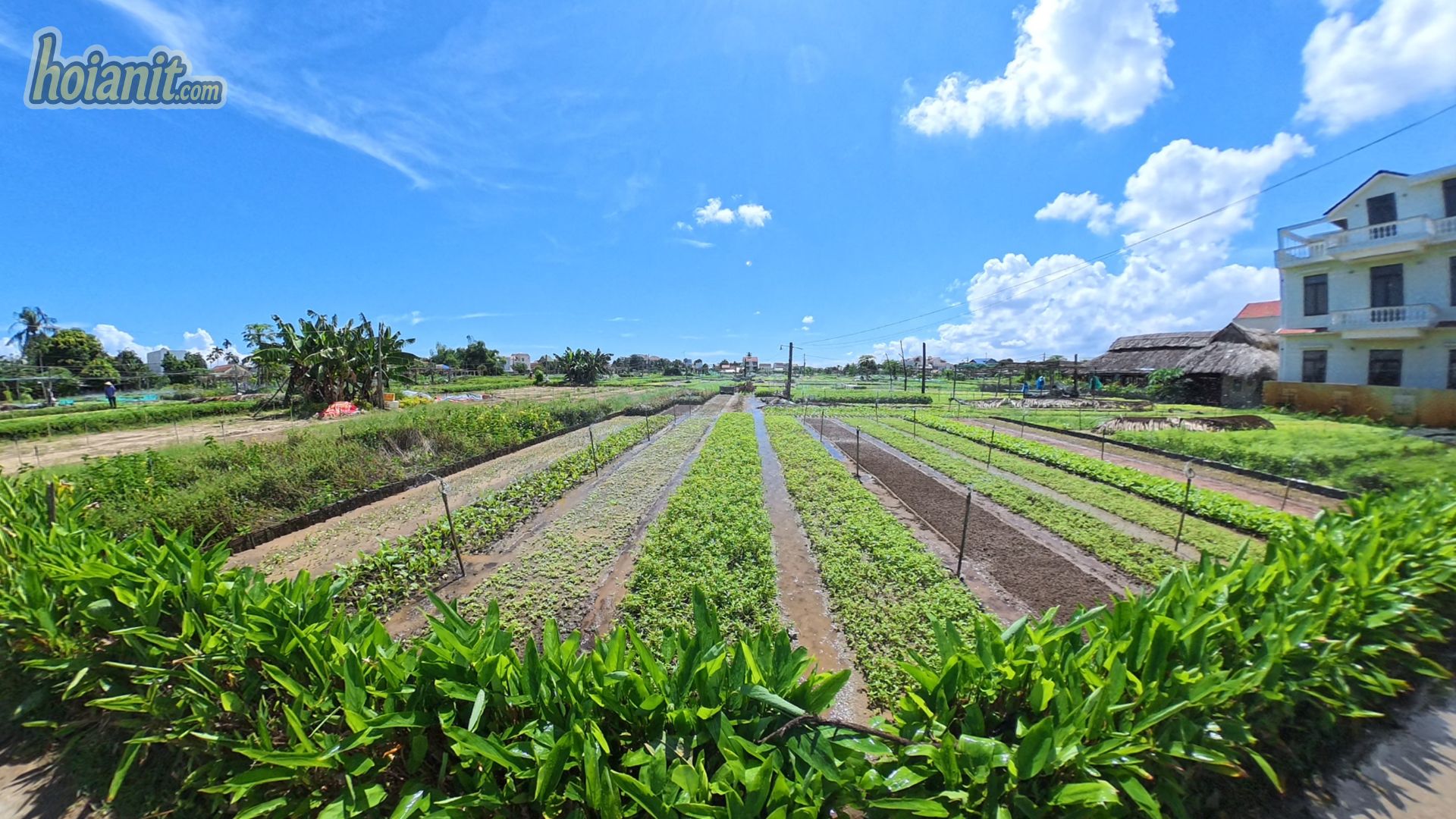 Green herb beds at Tra Que Vegetable Village near Hoi An