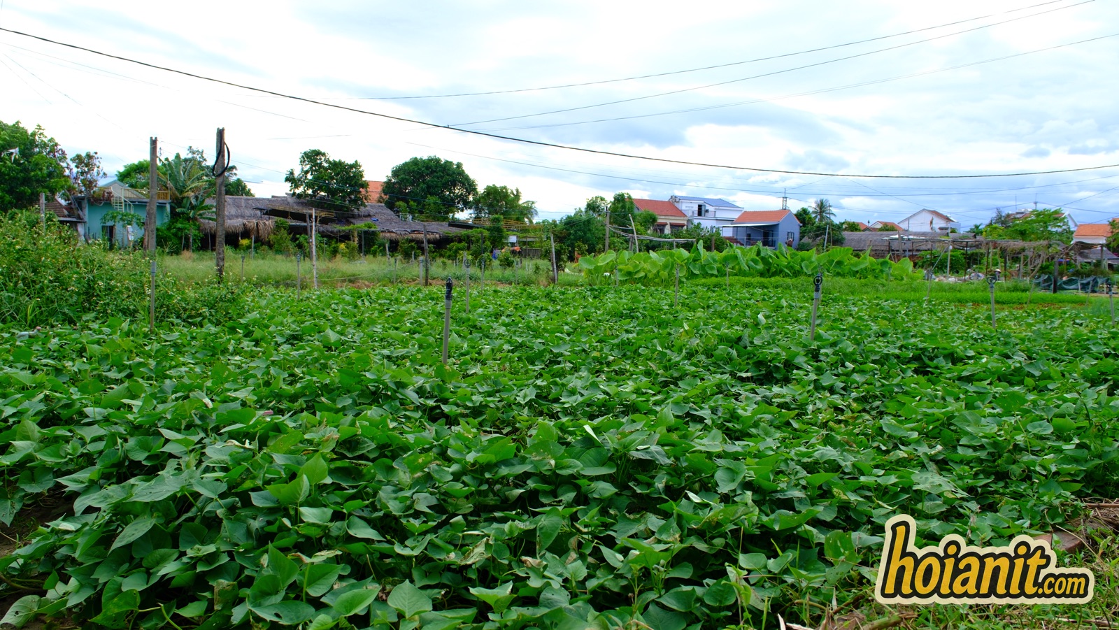 tra que vegetable village11 Field of leafy greens with village houses behind at Tra Que