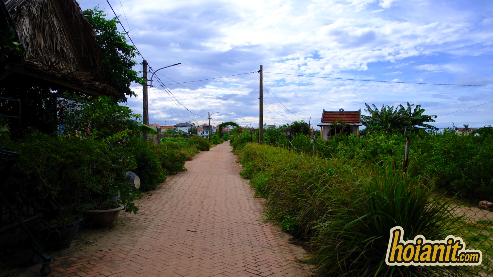 tra que vegetable village3 Paved lane between tall grass leading into Tra Que village