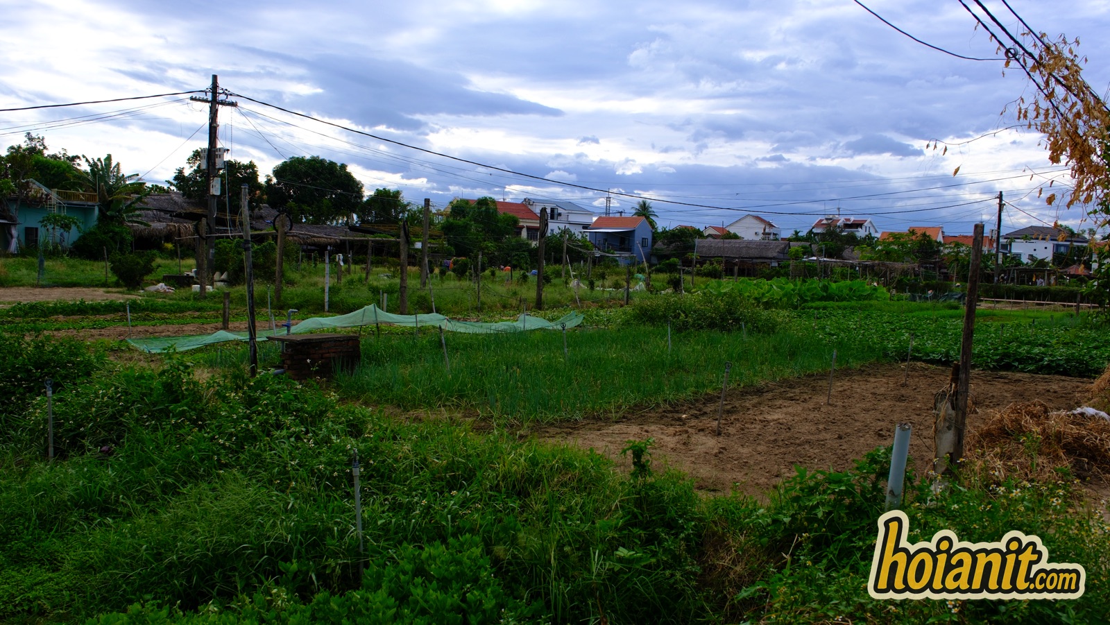 tra que vegetable village5 Wide view of the vegetable plots and dirt track at Tra Que near Hoi An