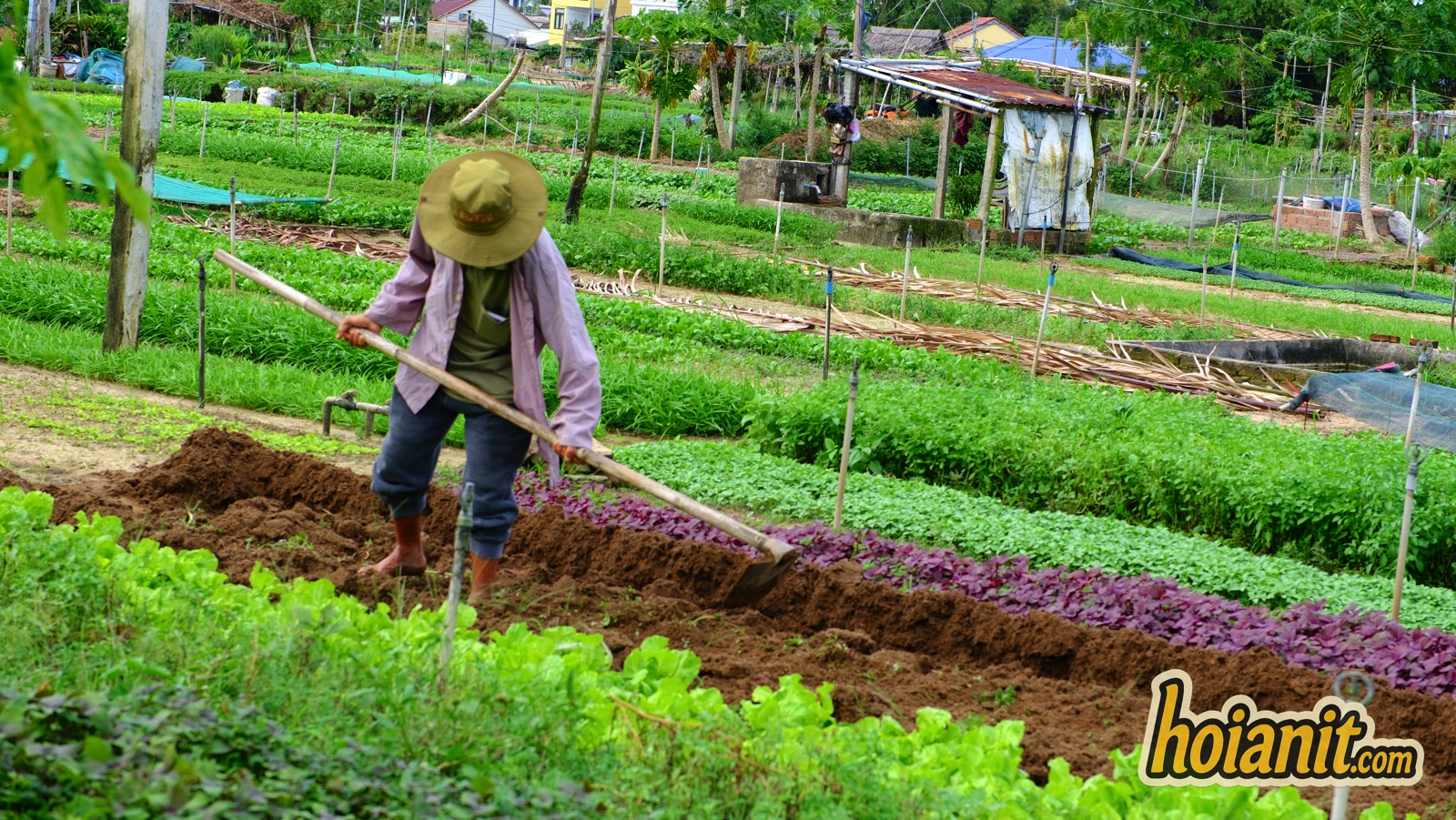 tra que vegetable village6 Farmer hoeing between lettuce beds at Tra Que vegetable village near Hoi An
