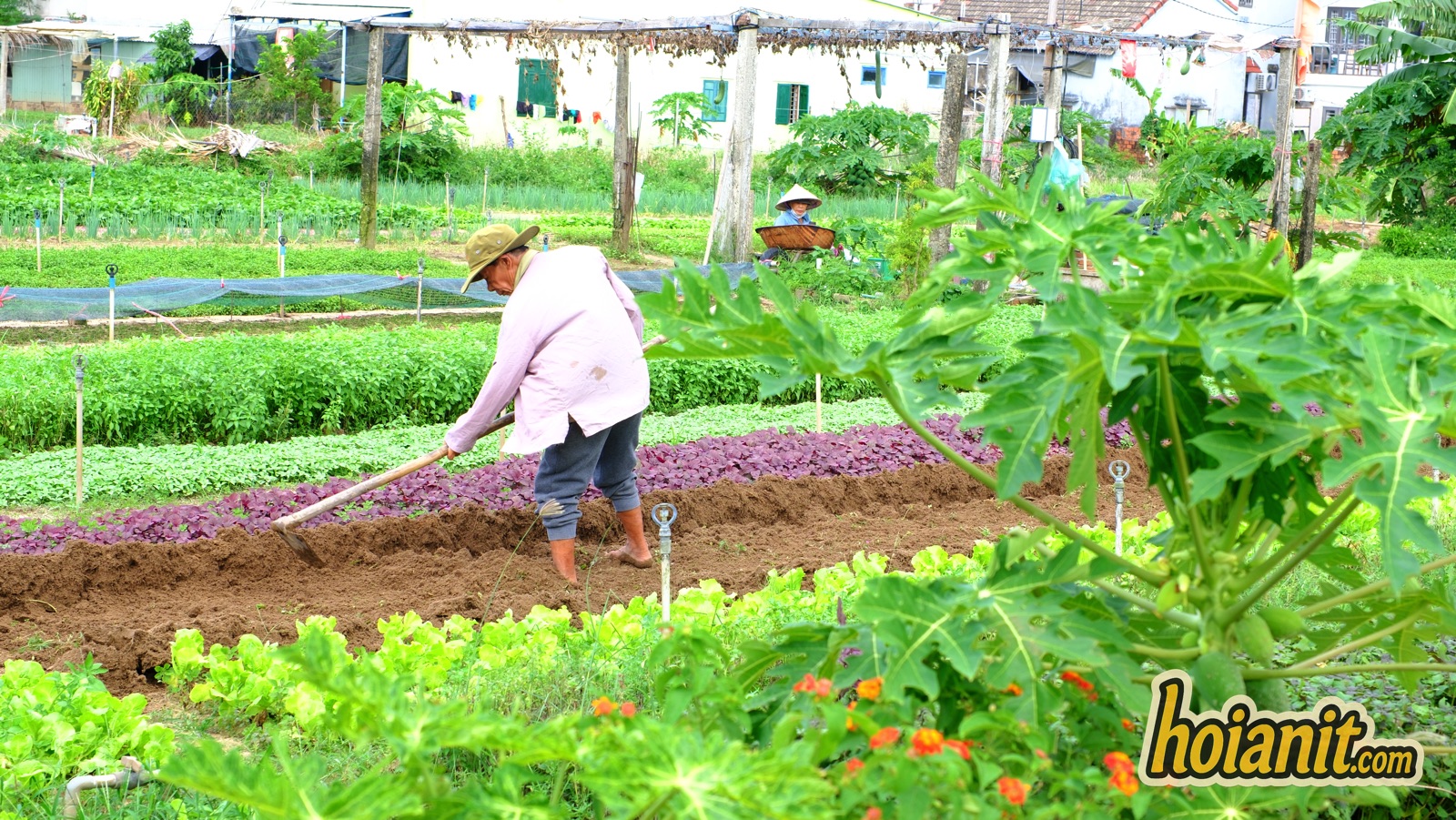 tra que vegetable village9 Farmer working beside papaya plants and flowers at Tra Que vegetable village